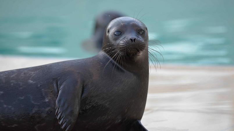 Фото: vk.com sealrescue