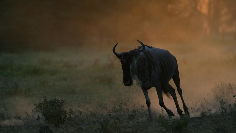 Фото:  globallookpres.com  Nikolay Ivaschenko