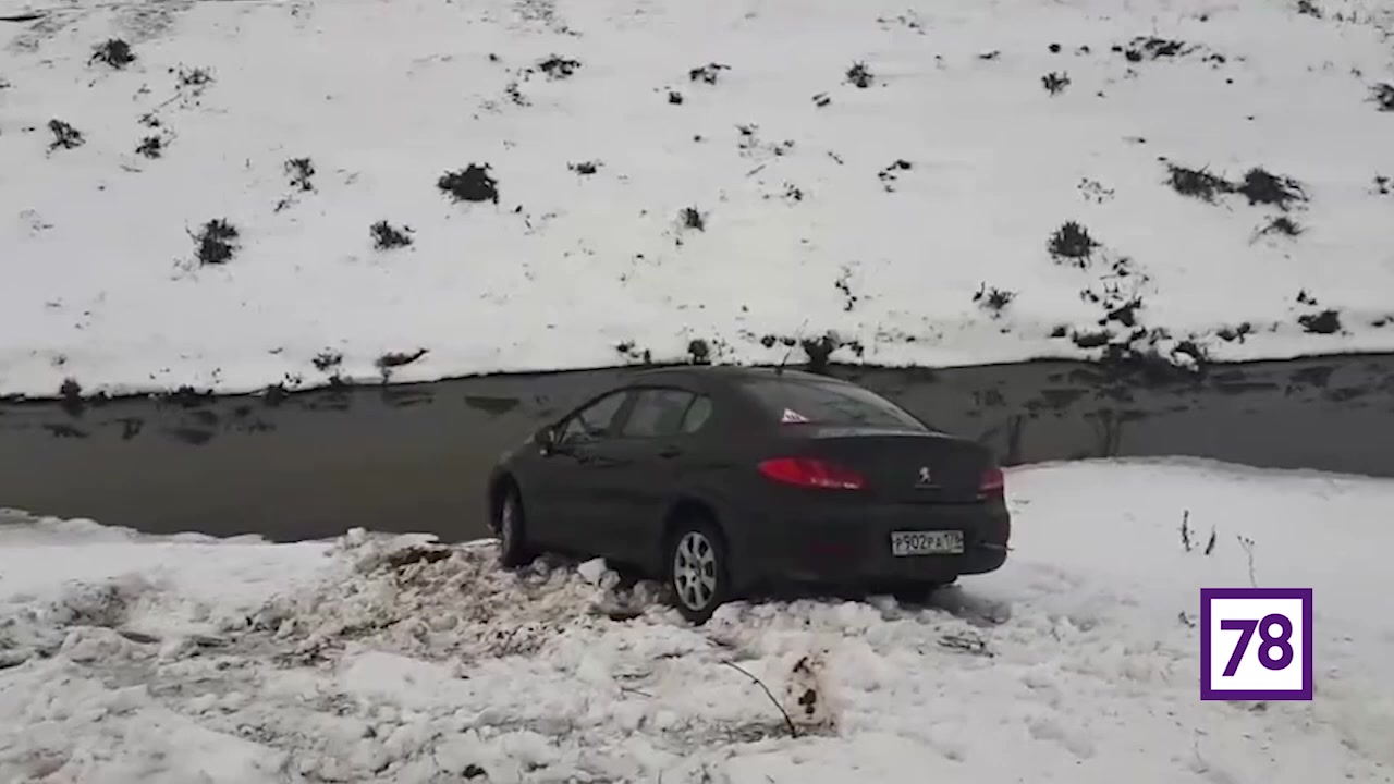 Петербуржцы заметили «пришедший на водопой» Peugeot в Купчино