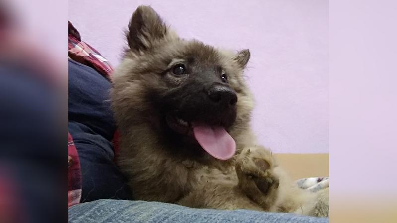 Фото: сообщество »Мой Сосновый Бор