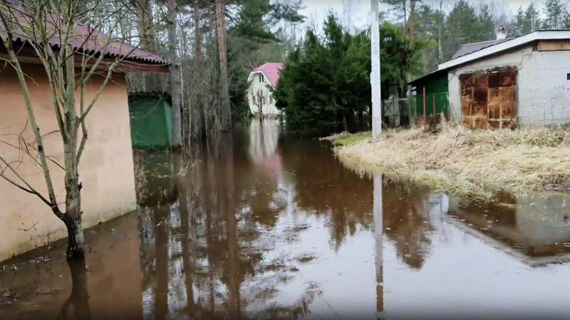 Вода затопила лес