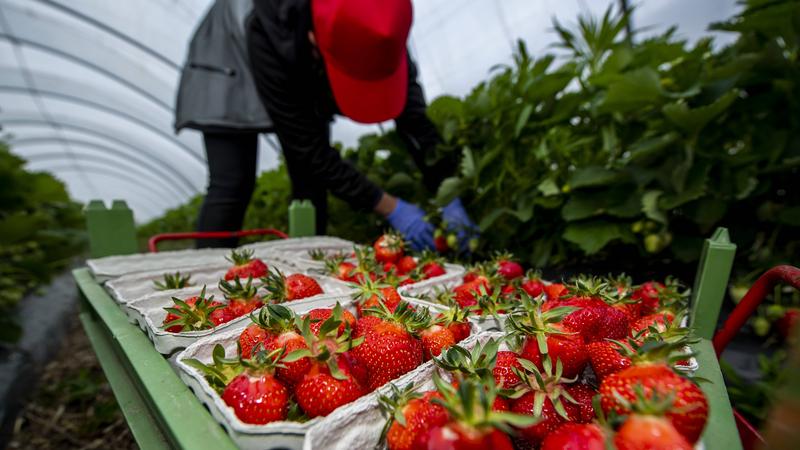 Фото: Inderlied  Kirchner-Media  globallookpress.com