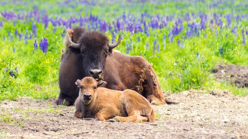 Фото: vk.com parkzubrovnik