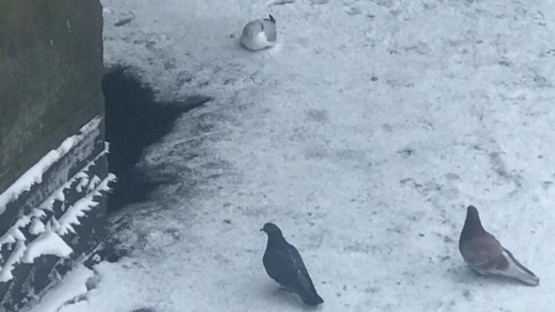 Фото: vk.com koshkispas