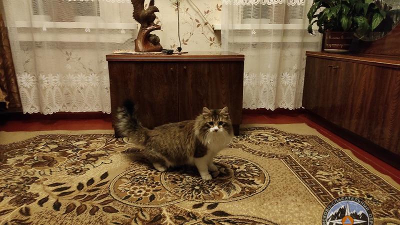 Фото: vk.com koshkispas