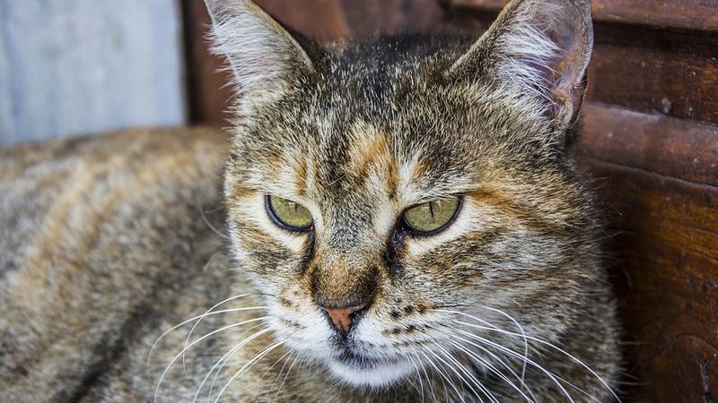 Фото: pixabay.com