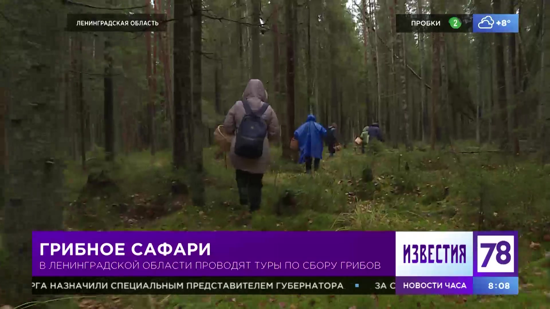 Грибное сафари»: в Ленинградской области проводят туры по сбору грибов