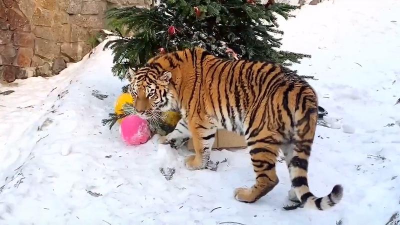 Фото: пресс-служба Ленинградского зоопарка