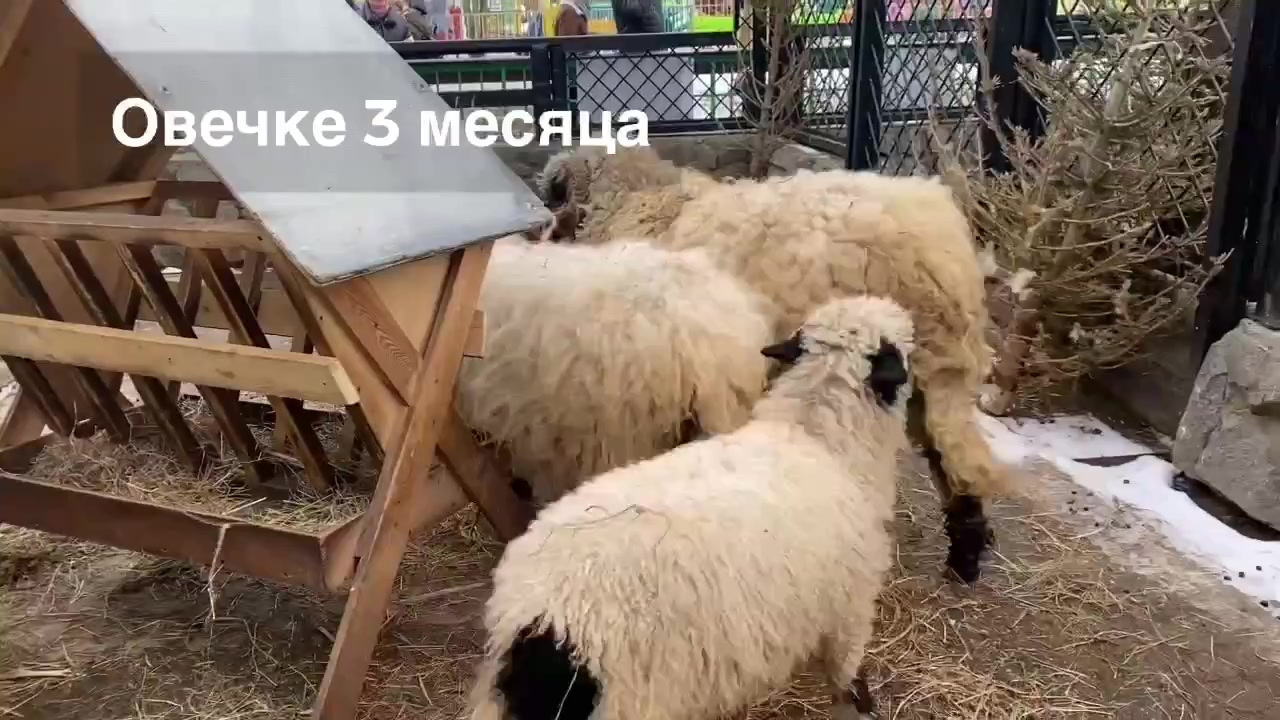 В Ленинградском зоопарке показали на видео взросление овечки Баранки