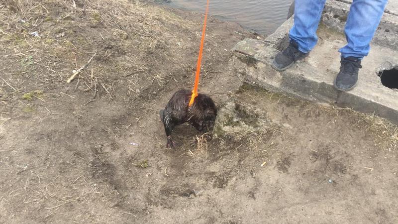 Фото: vk.com/ohotnadzor47