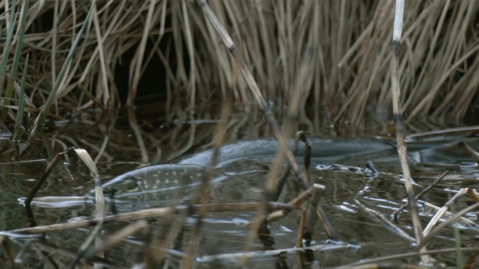 vk.com Каждой твари по паре Павел Глазков