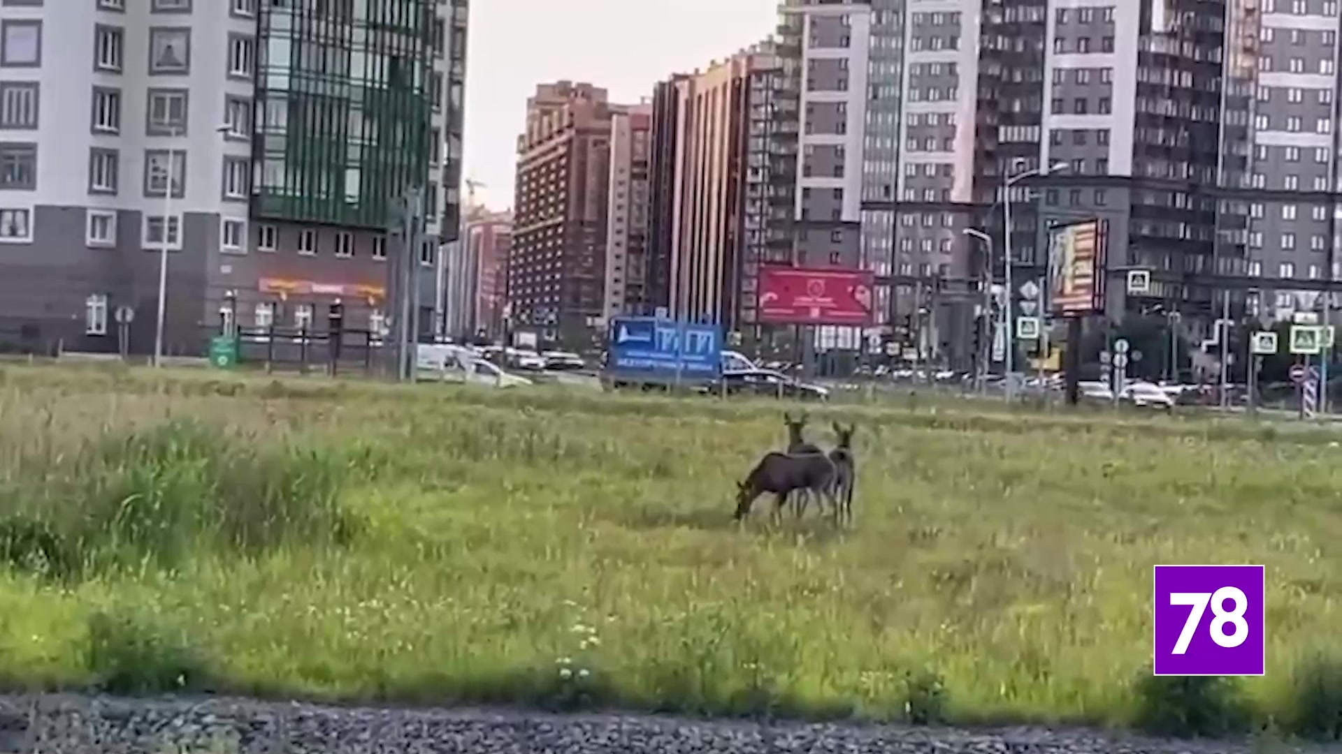 В Мурино заметили «табун» лосей под окнами — видео