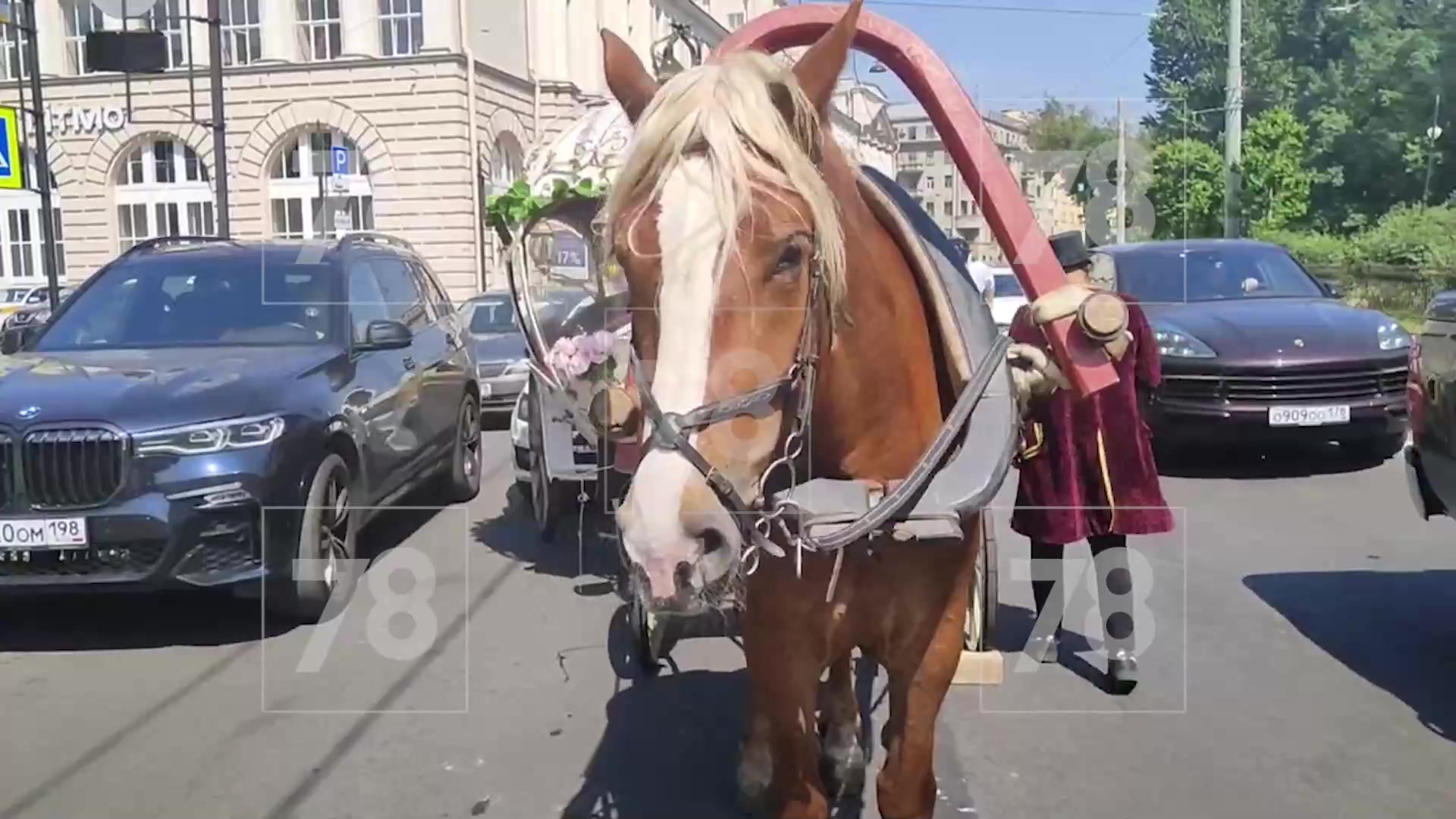 Сбитые лошадью, электросамокатом и электричкой: обзор главных ДТП недели