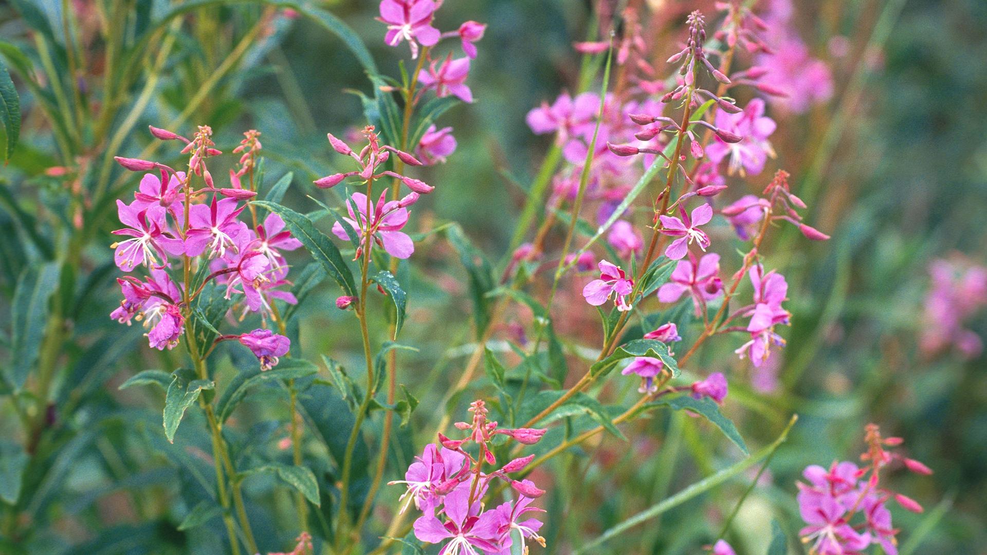 Фото: R. Koenig globallookpress.com