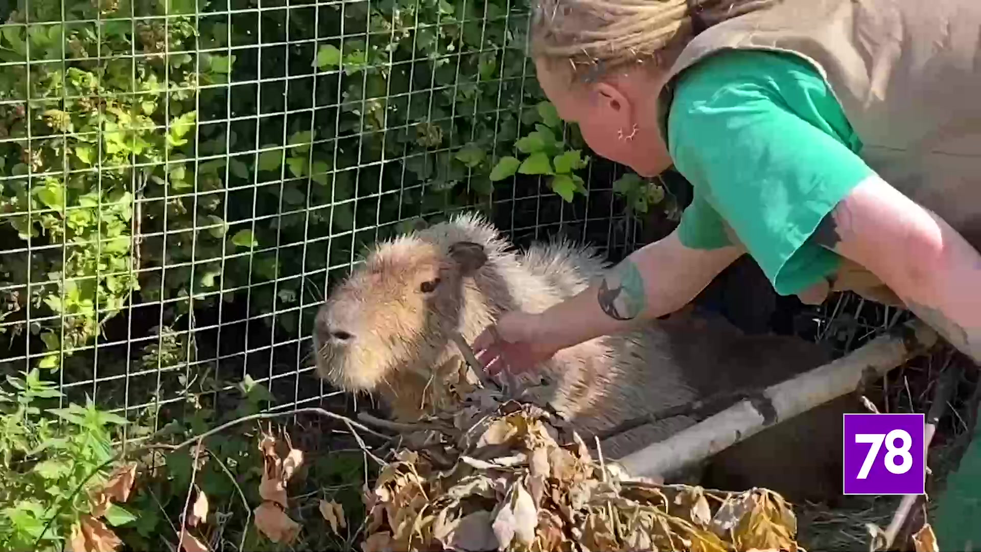 Капибары оказались самыми популярными животными Ленинградского зоопарка