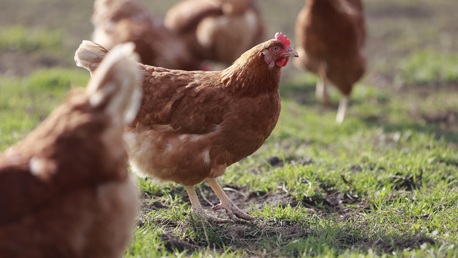 Фото: Matthias Bein globallookpress.com