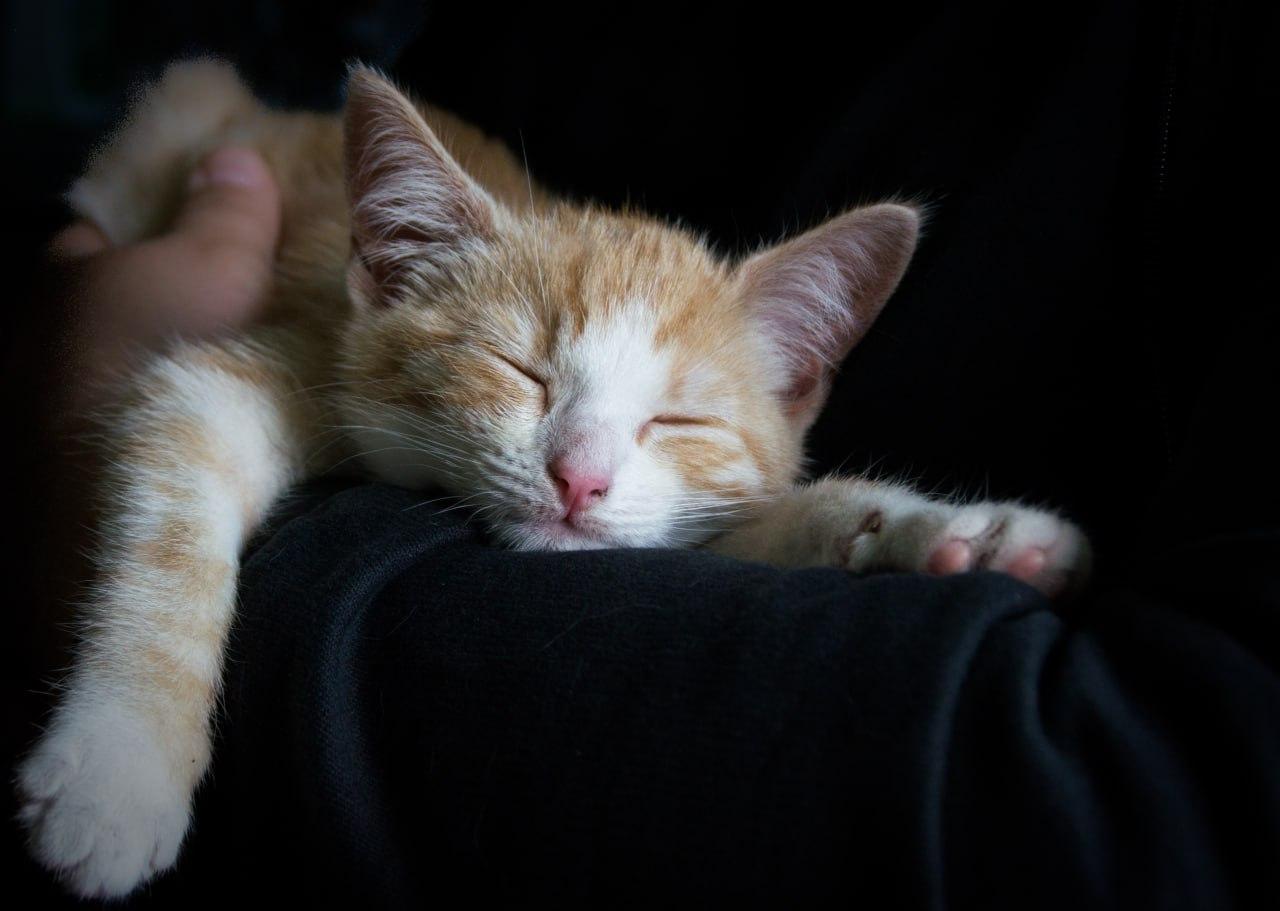 Почему кошки ложатся спать на человека