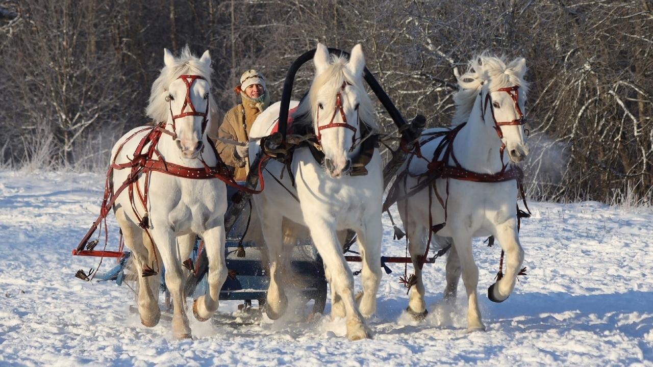 Фото: vk.com Царскосельский КСК »Александрова дача