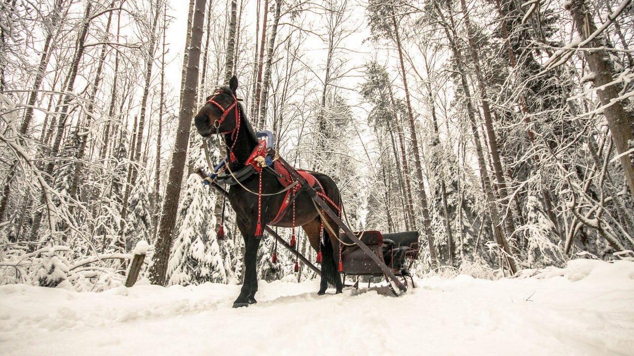 Фото: vk.com КСК »КОМАРОВО