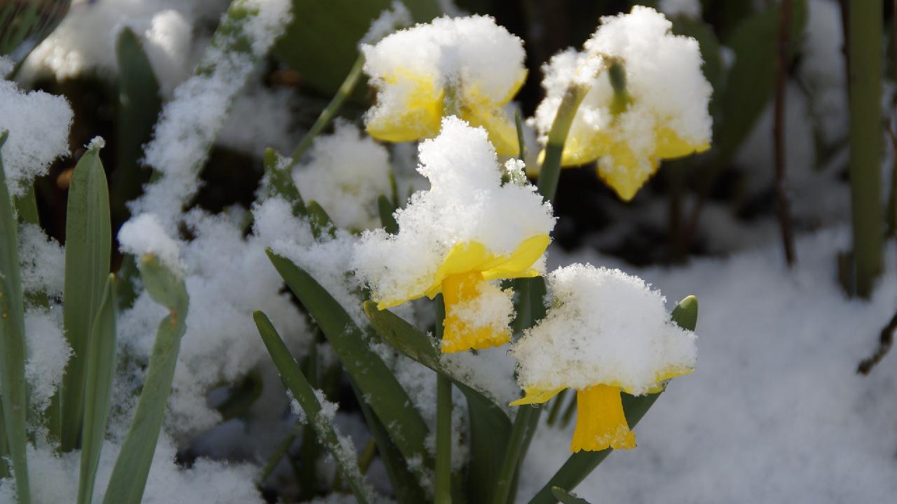 фото: pixabay.com Efraimstochter