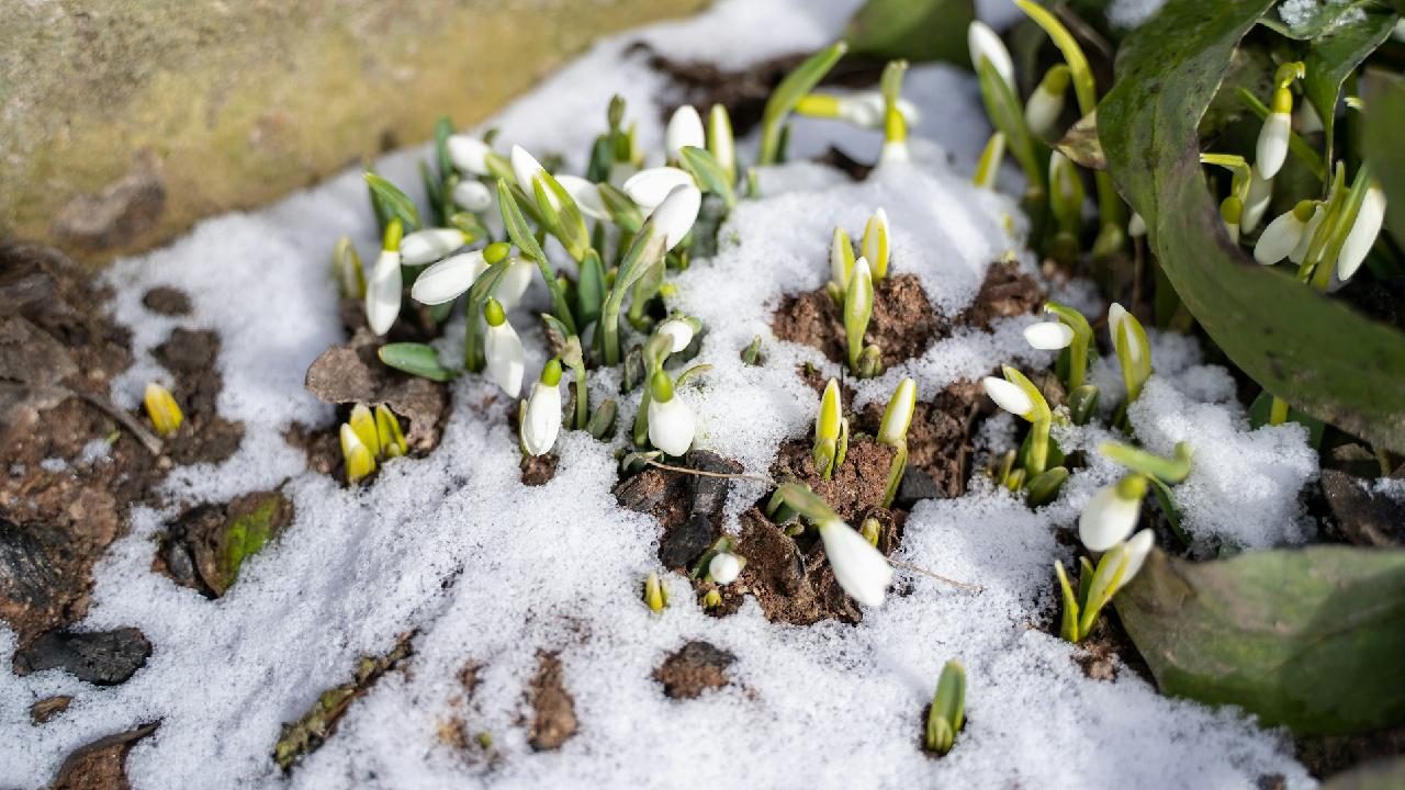 Цветы садовые подснежники: фото видов и сортов, посадка и уход за подснежниками