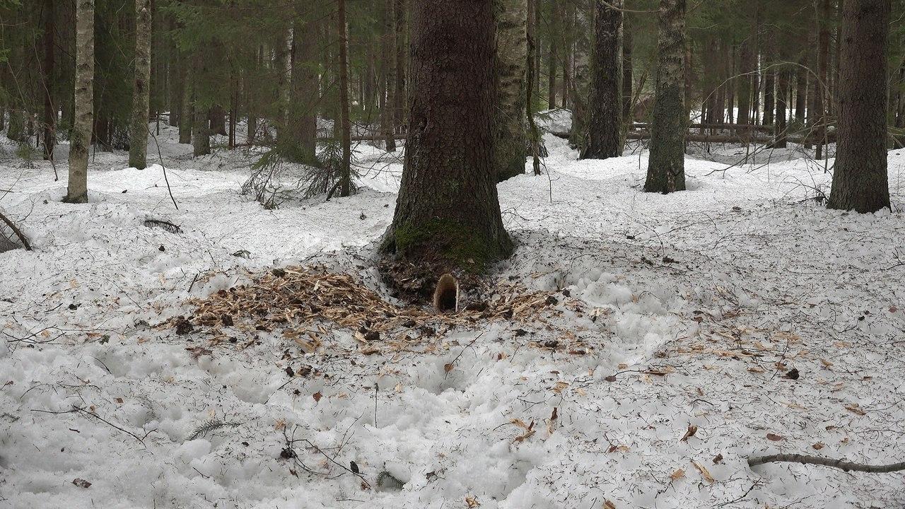 Чёрный дятел вырубил в дереве нору под Петербургом