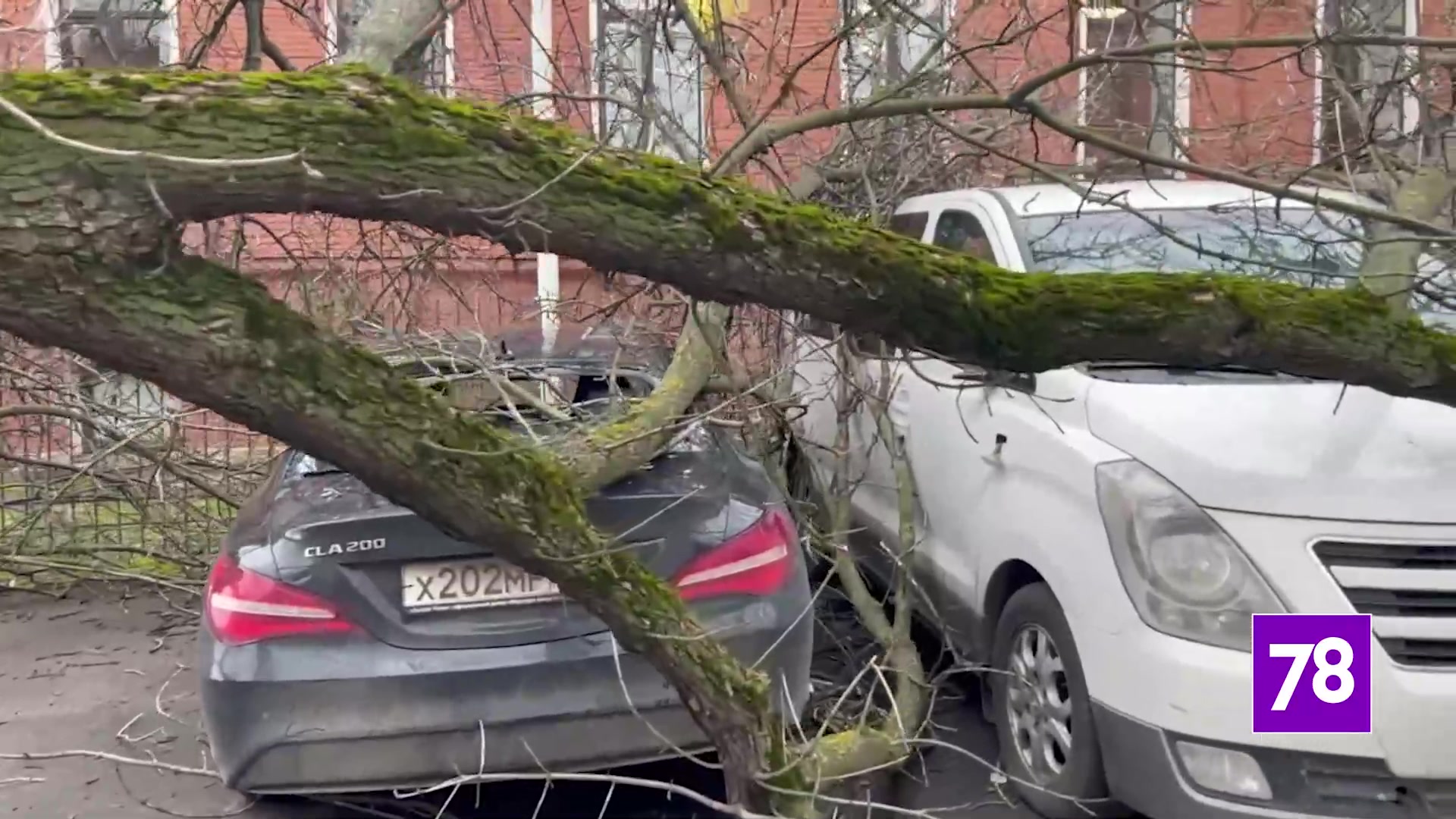 Дерево упало на автомобили в Адмиралтейском районе Петербурга