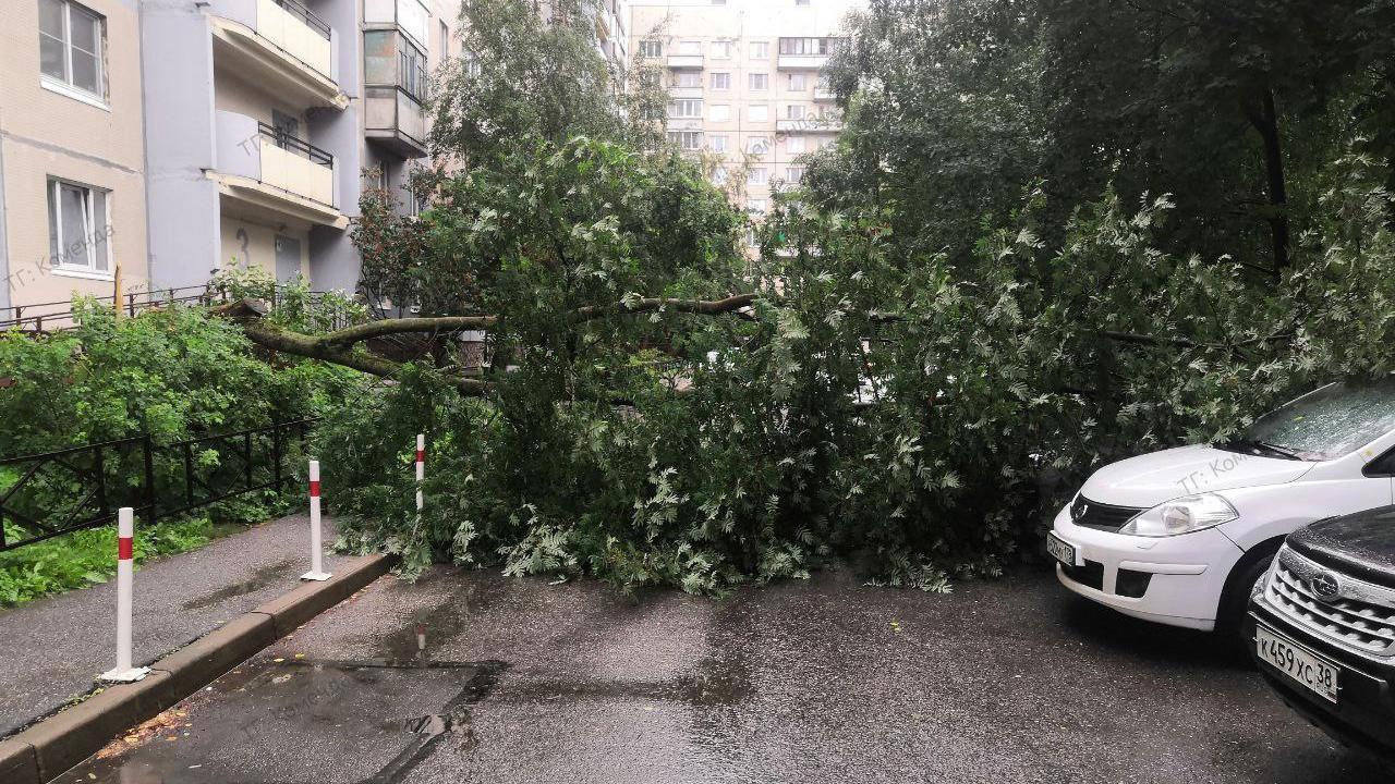 Ураган в Петербурге повалил 17 деревьев