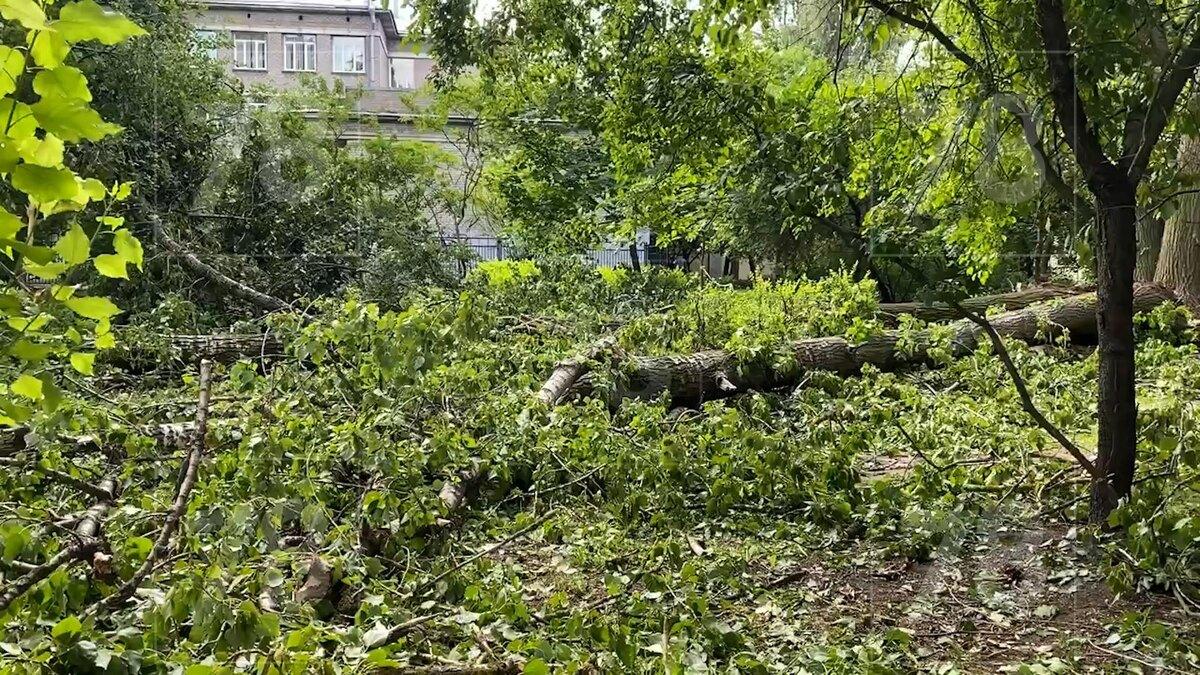 Унесённые ветром: как ураган в Петербурге и Ленобласти стал трагедией с  тремя погибшими