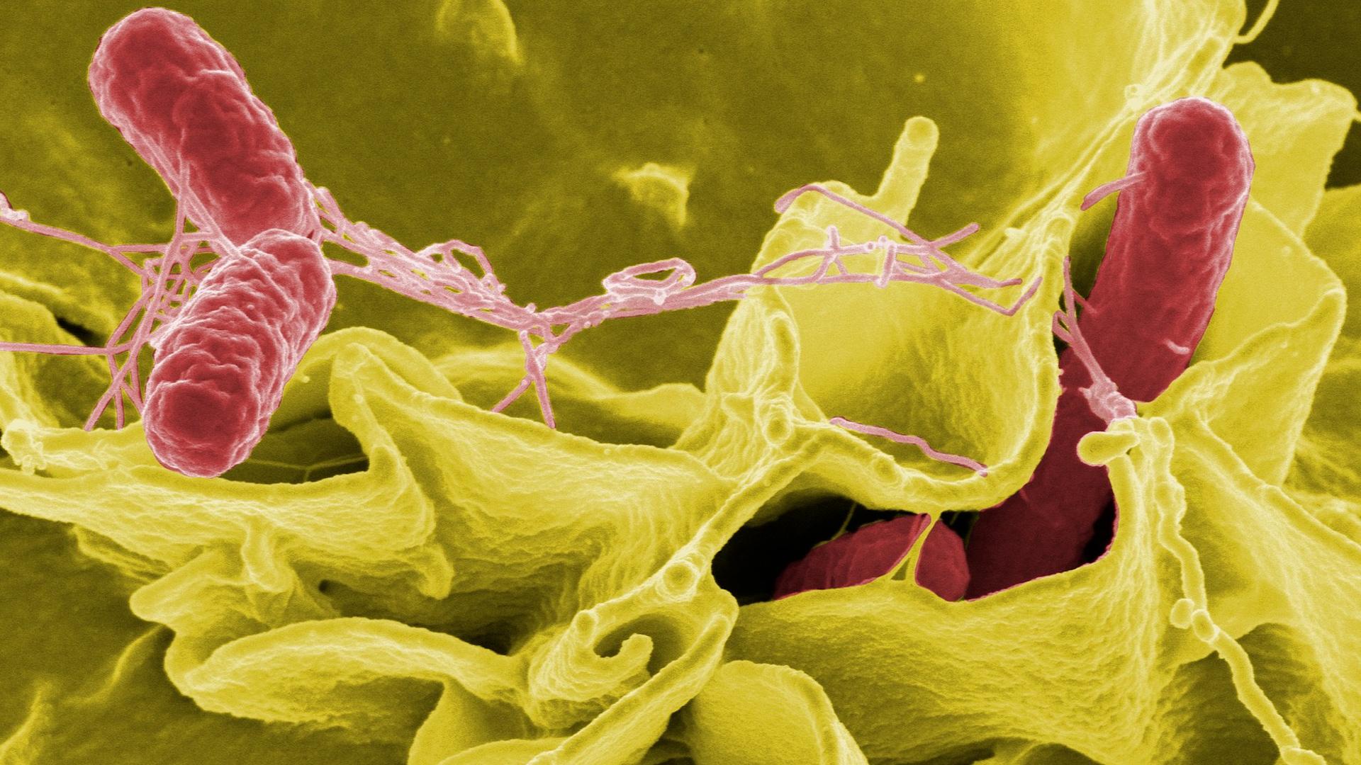 Фото: pixabay.com