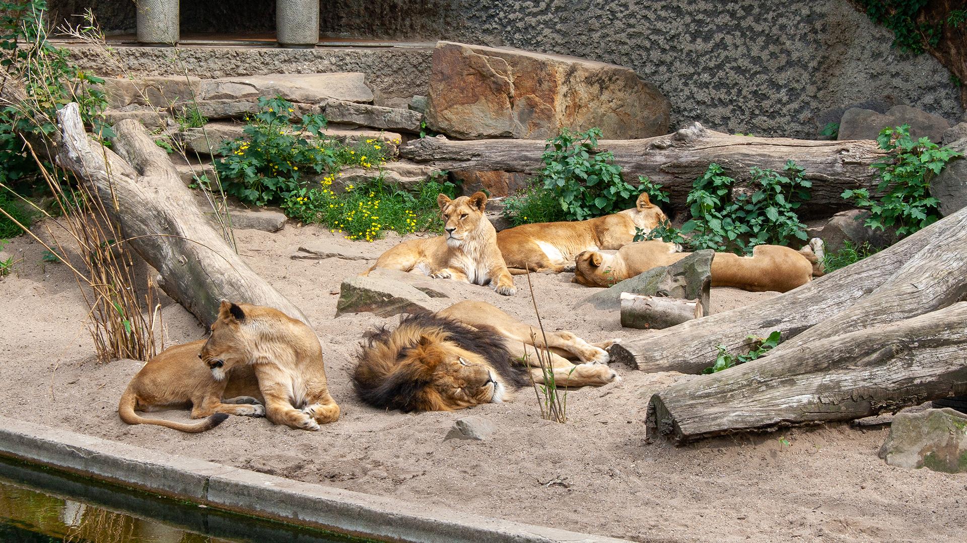 Амстердамский зоопарк  Фото: wikimedia.org Szilas; CC BY-SA 4.0