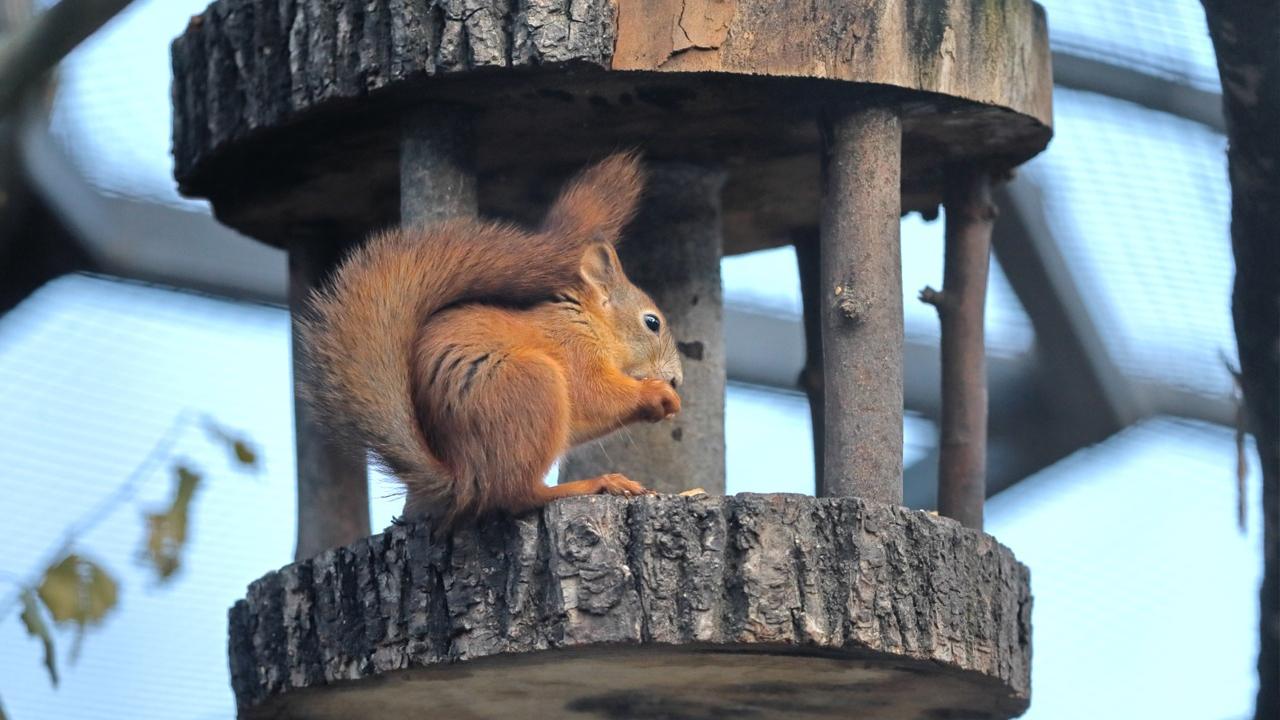 Фото: пресс-служба Ленинградского зоопарка