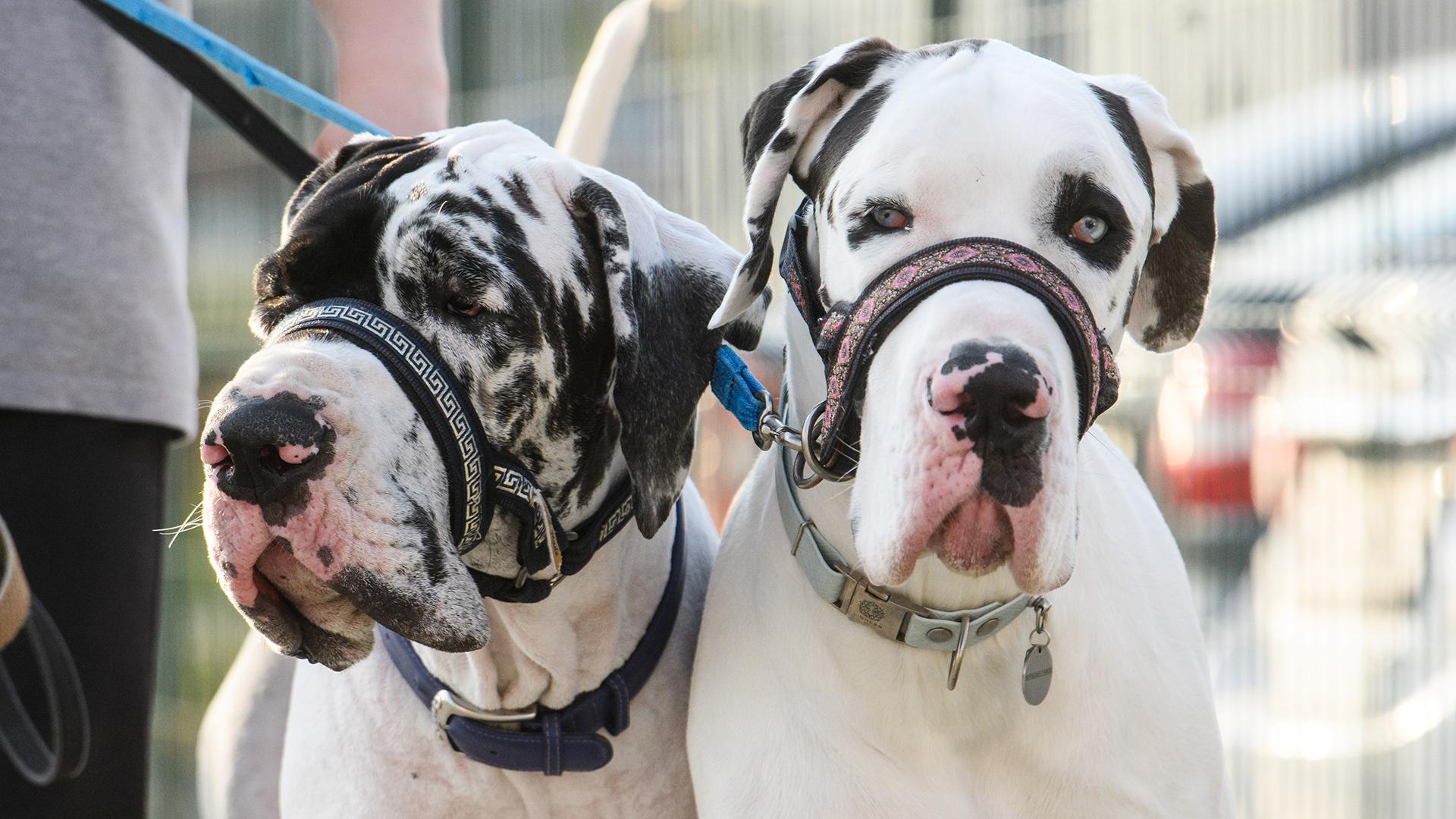 Фото: Ilya Moskovets globallookpress.com