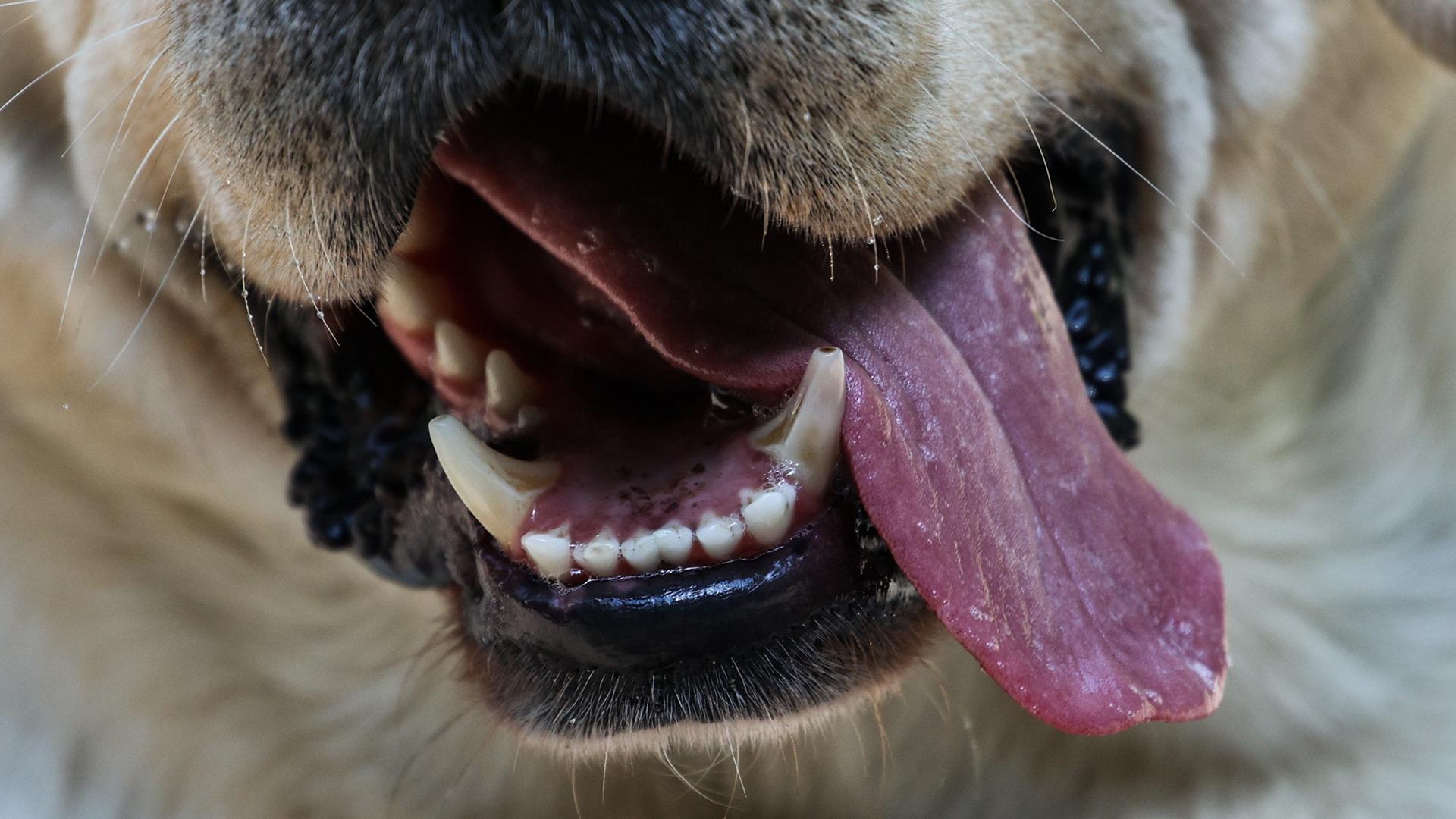 Фото: Lantyukhov Sergey globallookpress.com