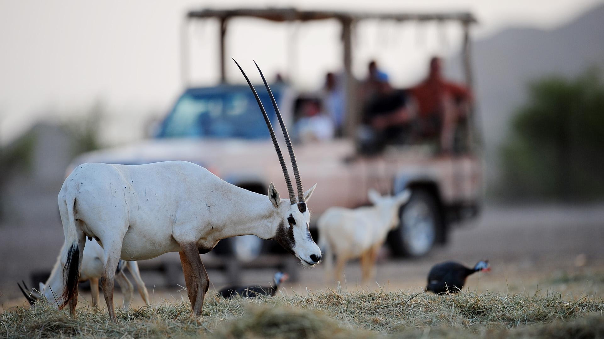 Сир-Бани-Яс  Фото: Andrew Parsons globallookpress.com
