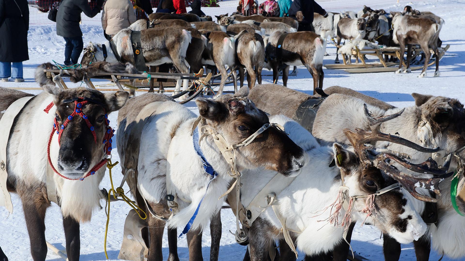 Фото: Dmitry Chasovitin globallookpress.com