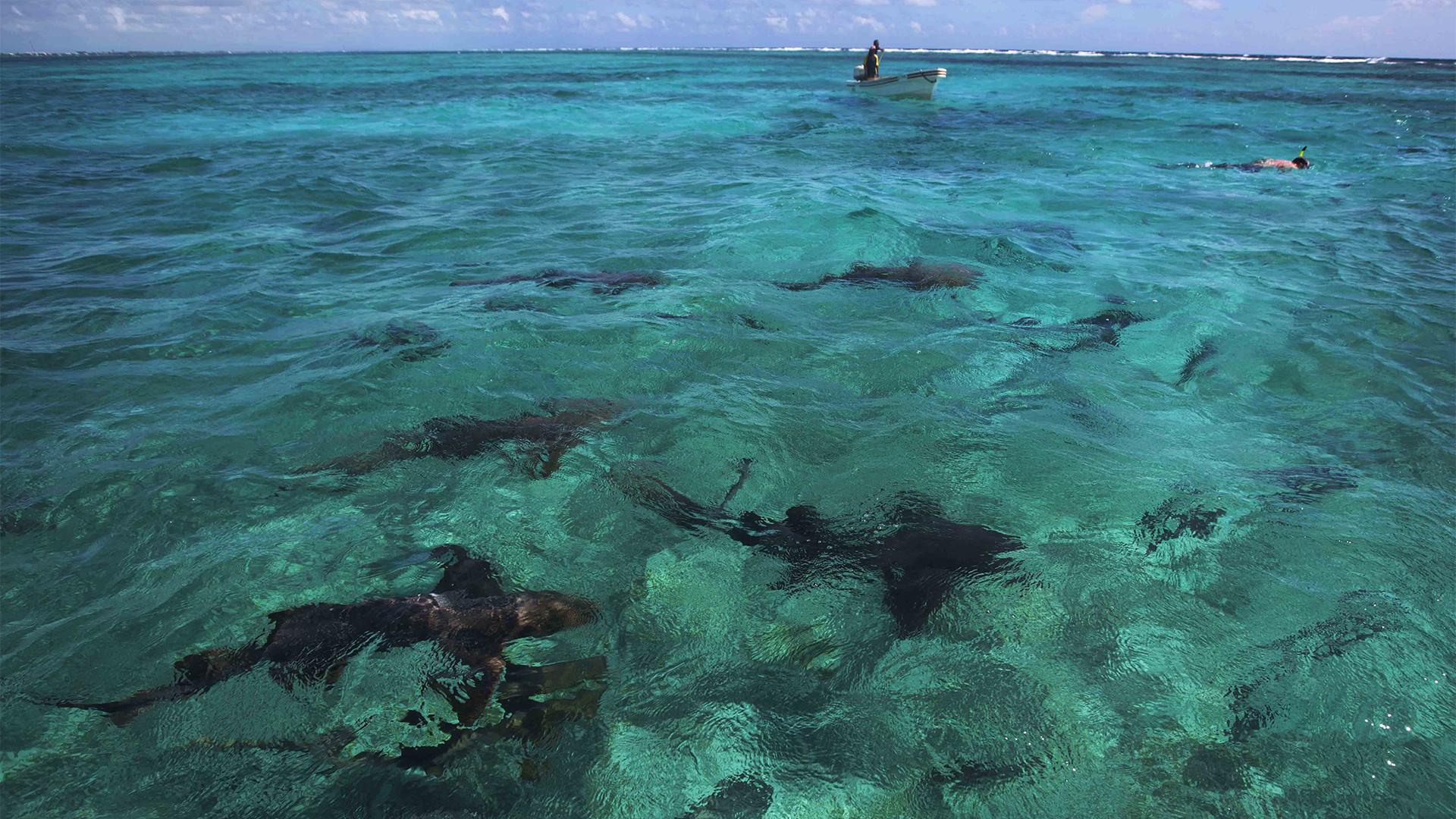 Фото: David De La Paz globallookpress.com