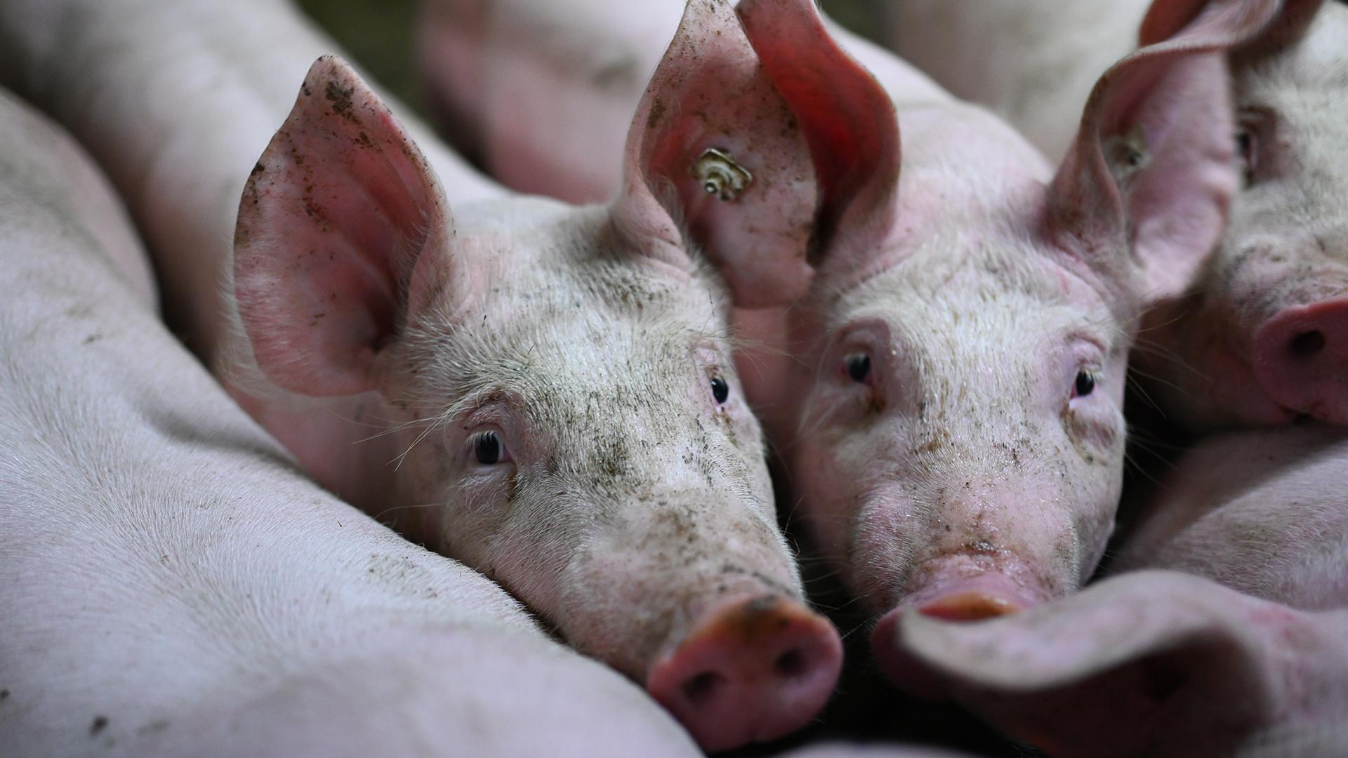 Фото: Lars Klemmer globallookpress.com