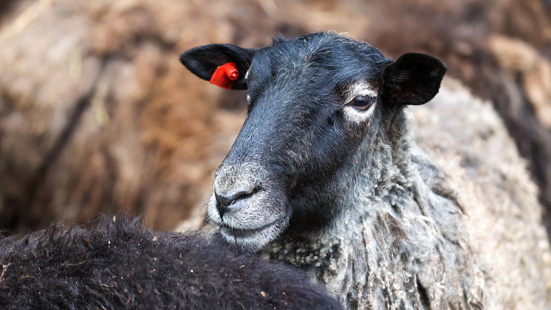 Фото: Petrov Sergey globallookpress.com