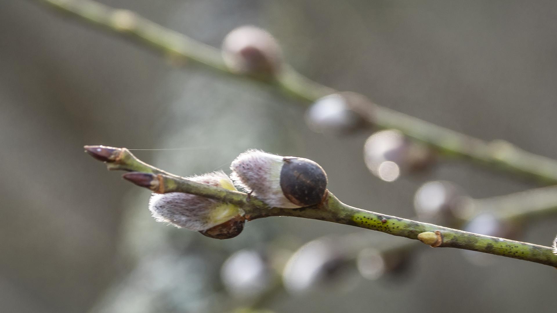 Фото: ИЗВЕСТИЯ Константин Кокошкин