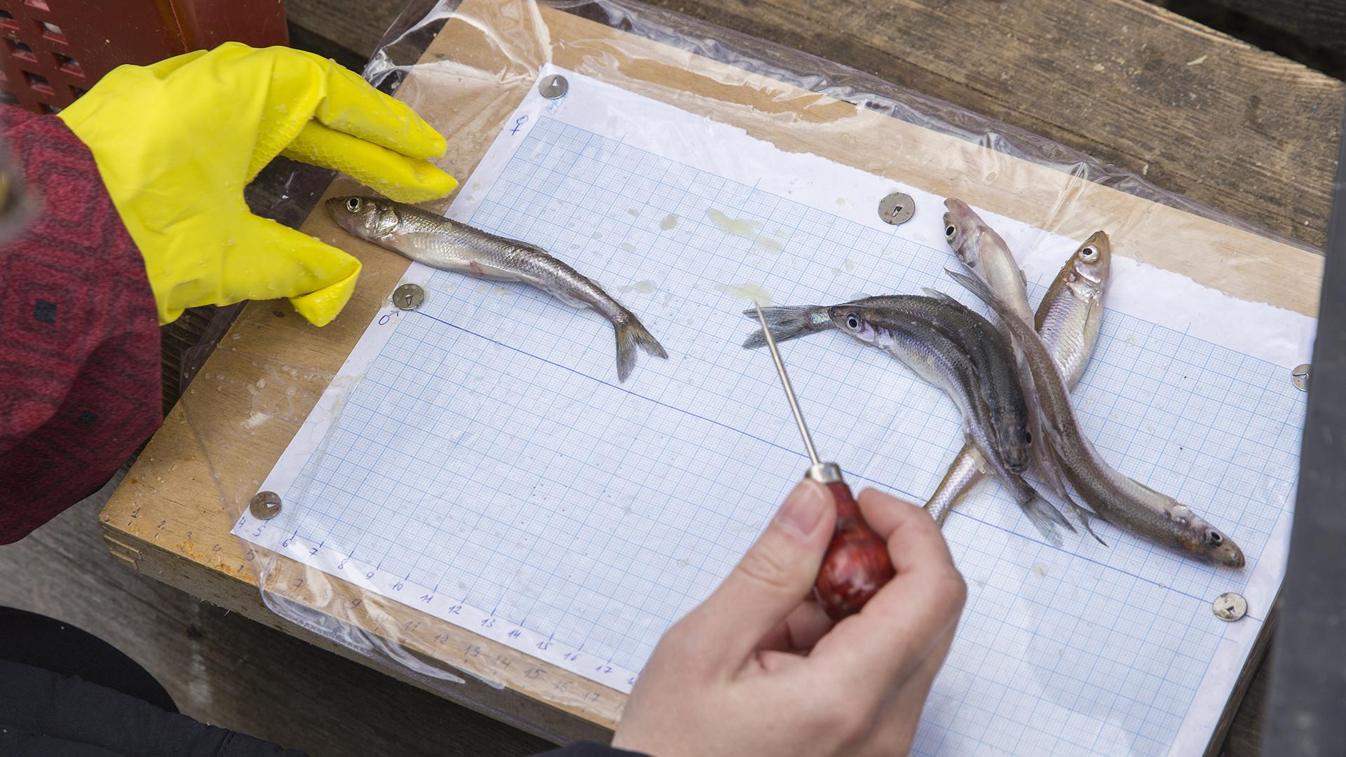 Фото: Aleksey Smyshlyaev globallookpress.com