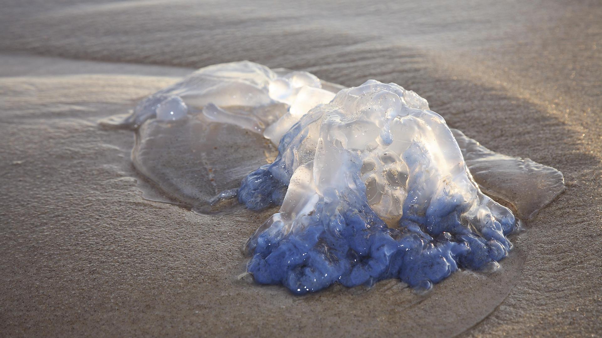 Фото: Günter Flegar globallookpress.com