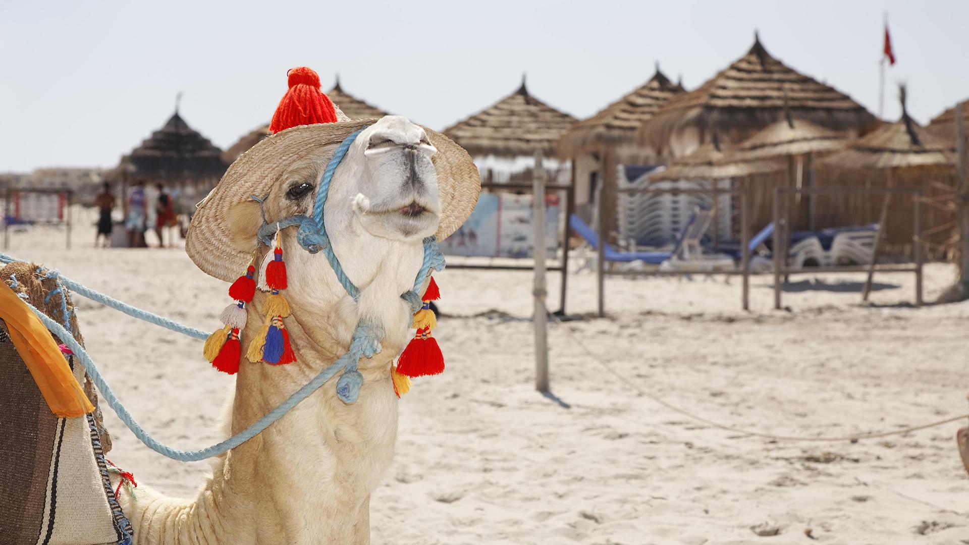 Фото: Günter Flegar globallookpress.com