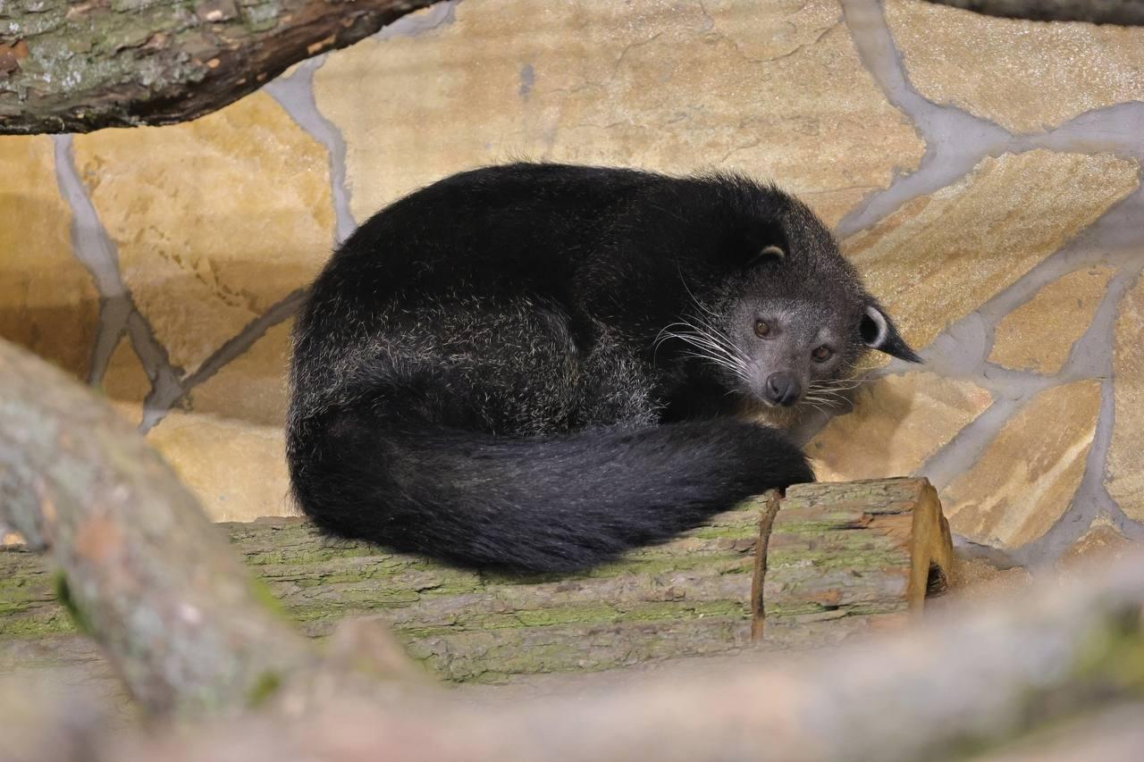 Фото: Ленинградский зоопарк 