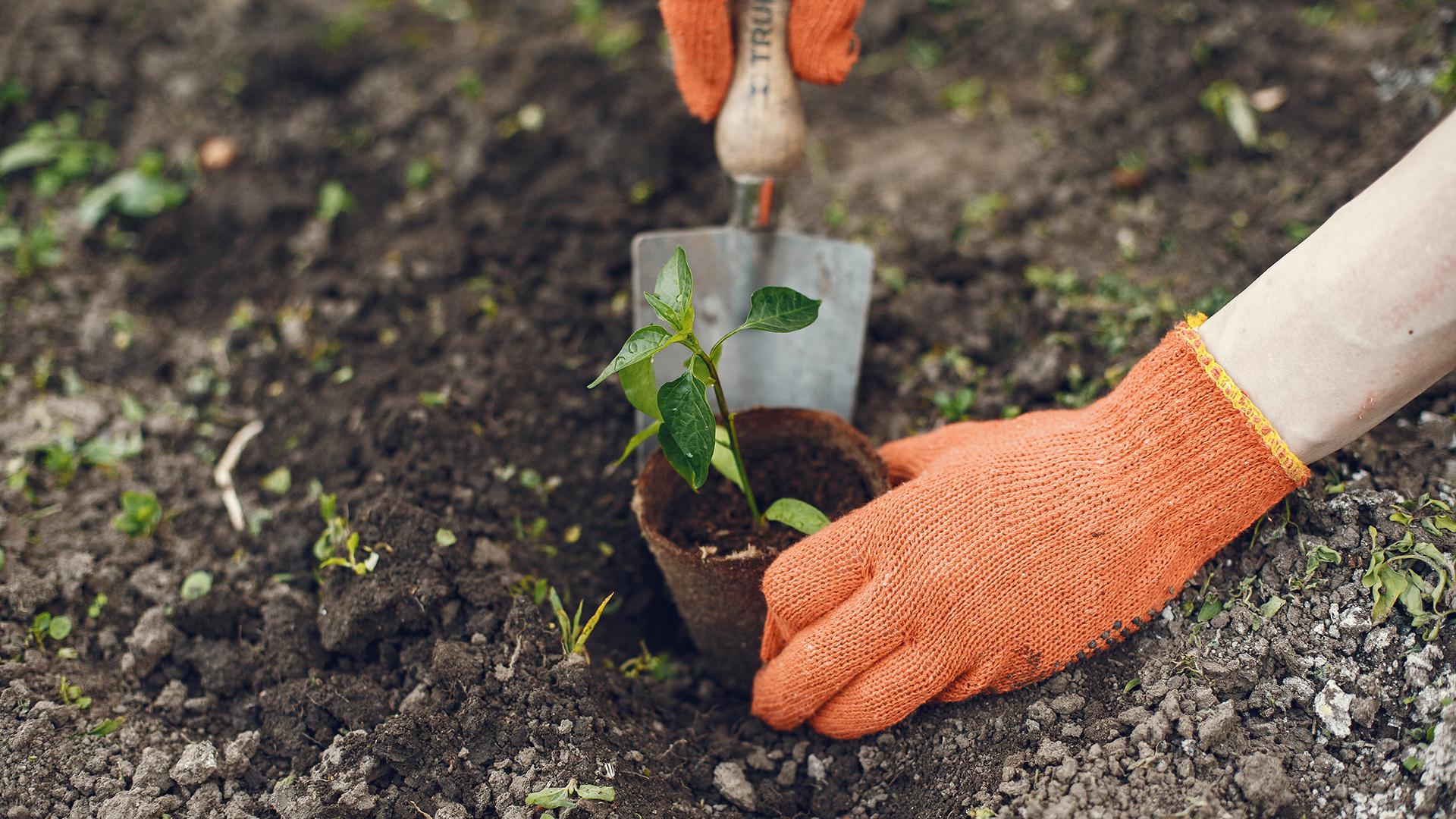 Фото: freepik.com prostooleh