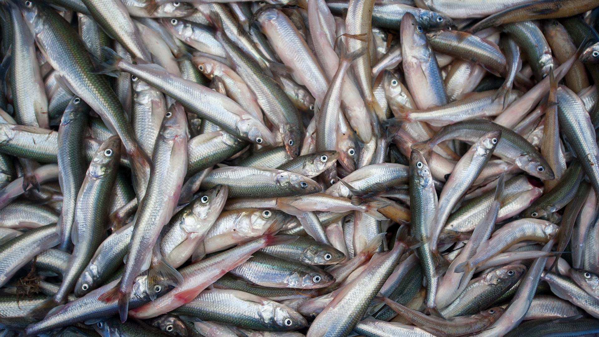 Фото: Philipp Schulze globallookpress.com