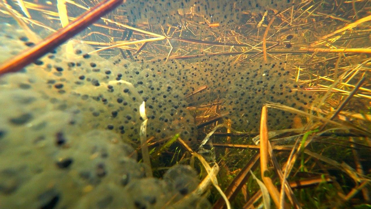 Фото: t.me kazdoytvaripopare