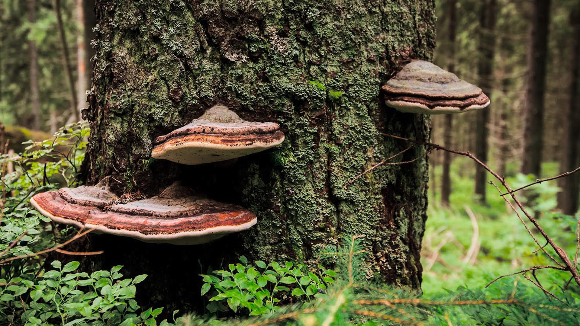 Фото: greenlife.ru