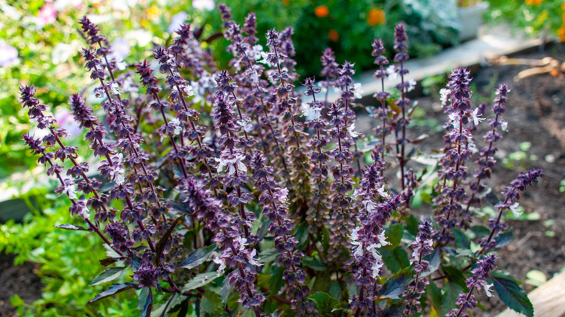 Базилик  Фото: Svetlana Vozmilova globallookpress.com