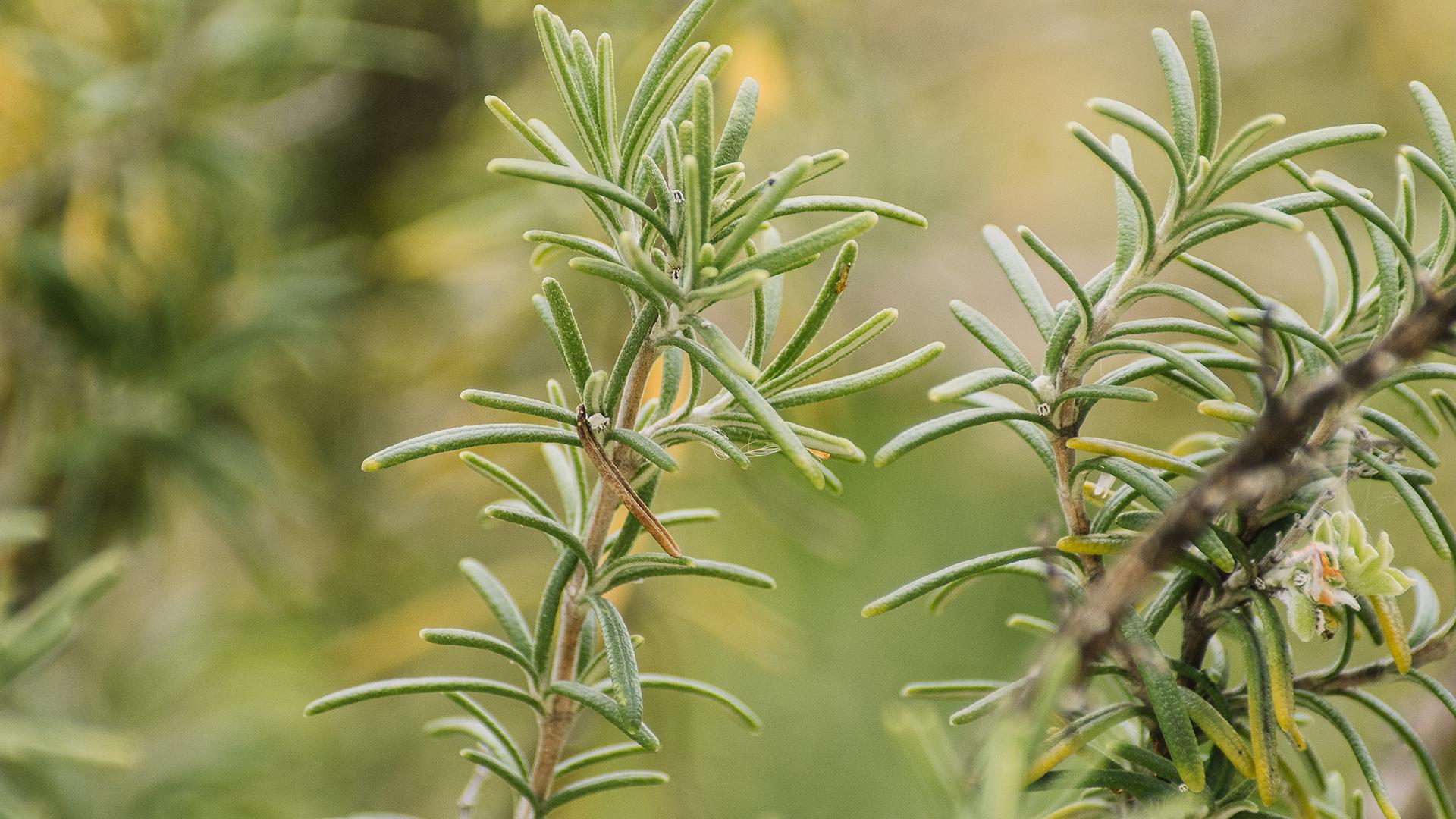 Розмарин  Фото: freepik.com wirestock